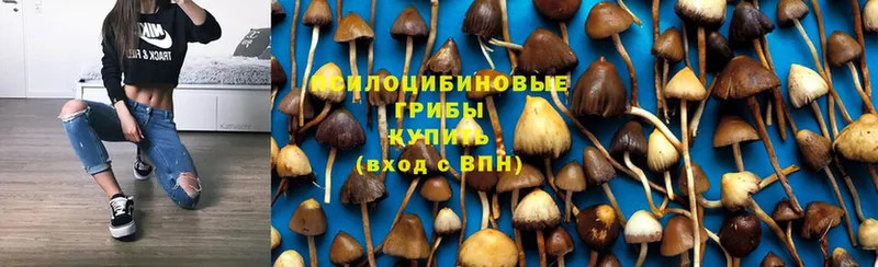 наркота  Рыбинск  Галлюциногенные грибы Psilocybine cubensis 